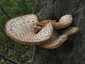 Pisztricgomba (Cerioporus squamosus), Budai-hegység. Idős, kissé kifakult példányok